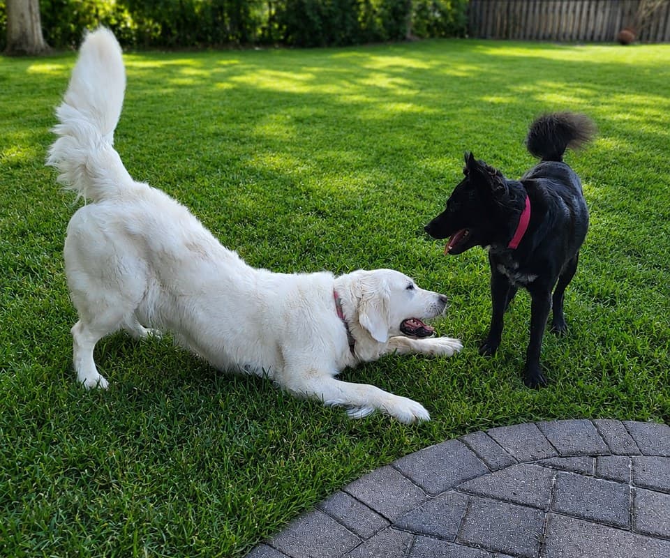Gracie and Shadow playing together in a grassy yard